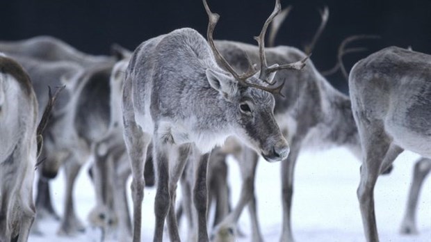 Le caribou forestier : le cœur et la raison