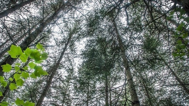 Coupes de bois à Saint-Mathieu-du-Parc : une coalition d’organismes réclame un moratoire