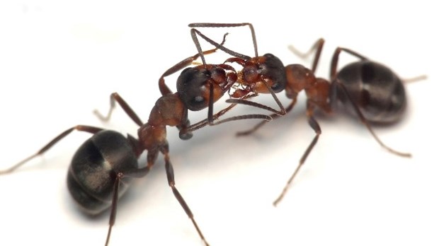 Quelles sont les compétences d'un bon exterminateur ?