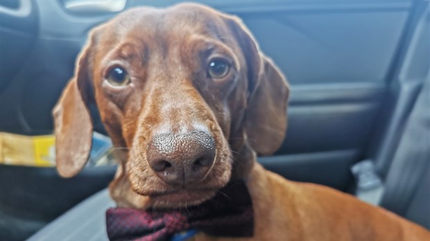 Sondage: votre animal de compagnie est-il devenu « essentiel »?