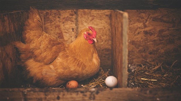 Un projet pilote de poules pondeuses en milieu urbain lancé à Shawinigan