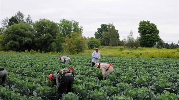 Un projet de transport de main-d’œuvre sur des fermes de la Mauricie