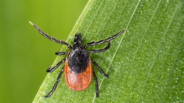 Maladie de Lyme : comment se prémunir contre les tiques?
