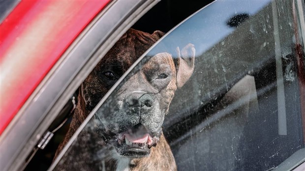 En période de grande chaleur, nos animaux sont mieux à la maison