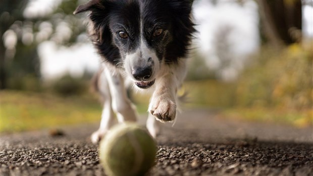 Rappel de courtoisie pour les propriétaires de chiens à Trois-Rivières