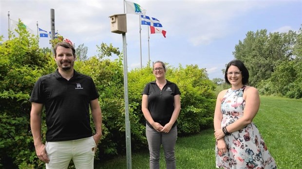 Cinquante nichoirs installés à Trois-Rivières pour préserver l’hirondelle bicolore