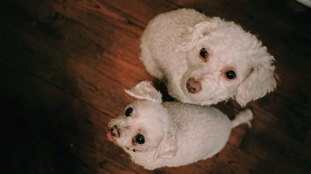La SPA Mauricie et L’Étoile Polaire célèbrent la journée mondiale du chien