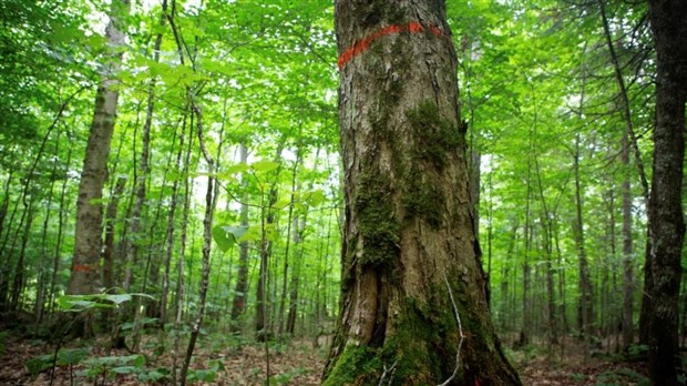 « Le potentiel acéricole du Québec sera impacté si le gouvernement ne modifie pas ses pratiques sylvicoles »