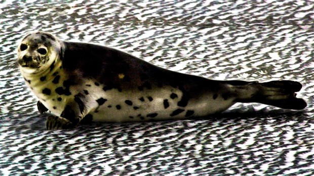 Des records de chaleur battus dans le golfe du Saint-Laurent en 2021