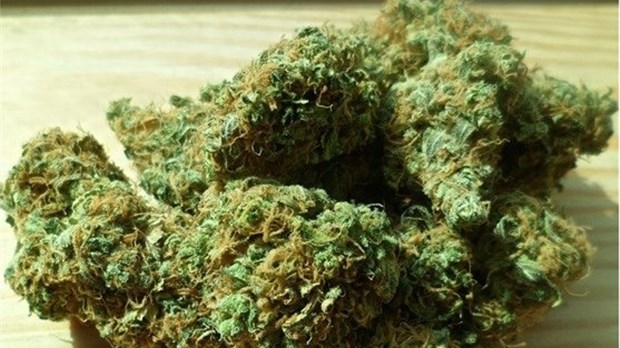 Vente de cannabis illicite : un individu arrêté après 2 perquisitions
