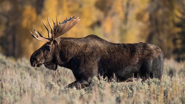 Une bonne année pour la chasse en 2021