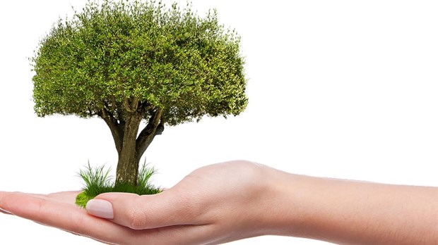 Bécancour distribuera des arbres le 29 mai