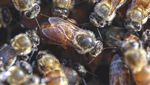 Mortalité des abeilles: les apiculteurs réclament une aide d’urgence
