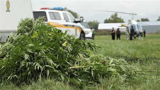 LA SQ continue sa lutte contre le cannabis illicite