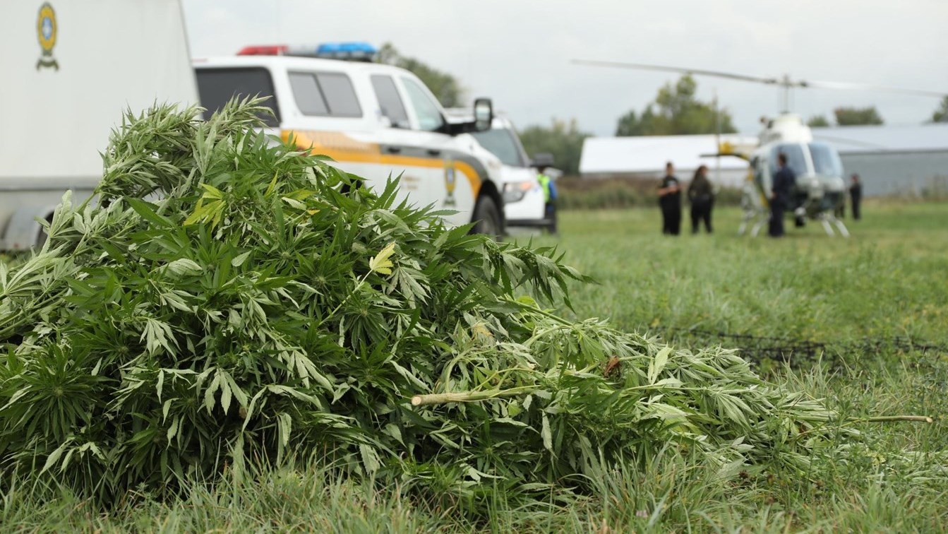LA SQ continue sa lutte contre le cannabis illicite