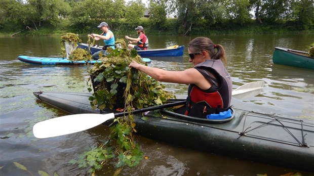 Reprise des activités de contrôle de la châtaigne d’eau dans la Rivière Yamaska