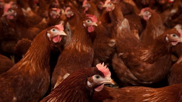 Devrait-on s'inquiéter de la grippe aviaire H5N1?
