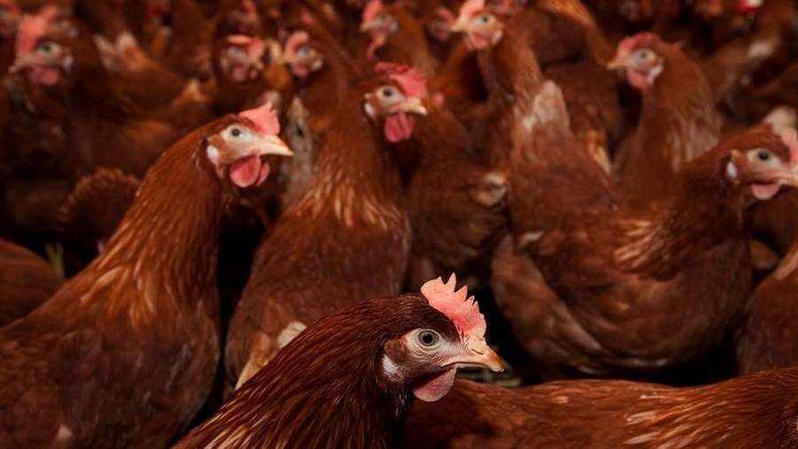 Devrait-on s'inquiéter de la grippe aviaire H5N1?