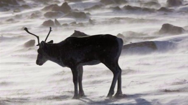 Caribou: Guilbeault fait miroiter beaucoup d'argent et invite Québec à négocier