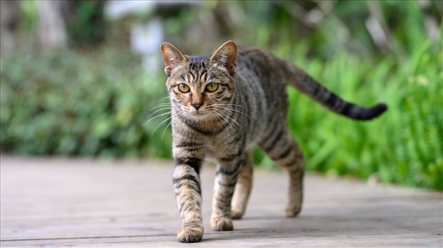 Un programme pilote à Shawinigan pour mieux gérer les chats errants