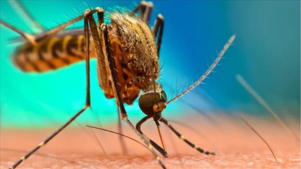 Shawinigan reconduit son programme de contrôle des insectes piqueurs