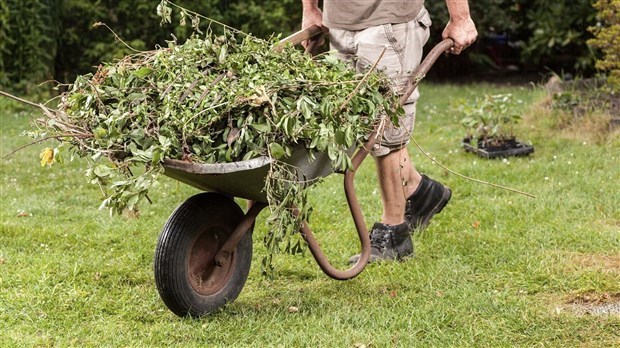 Distribution de végétaux pour les citoyens de Shawinigan le 24 mai