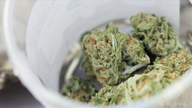 Trafic de stupéfiants à Trois-Rivières : Arrestations et saisies