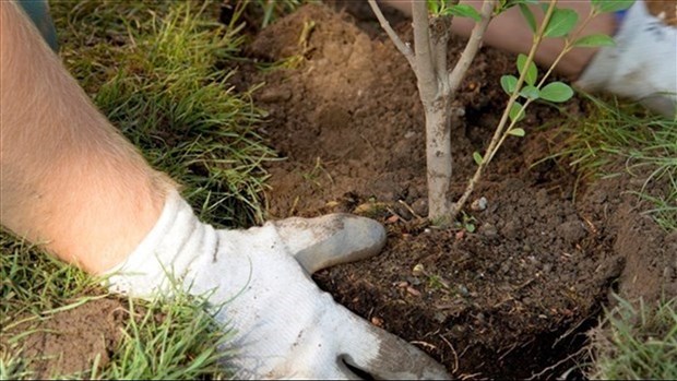 Distribution de 2 000 arbres aux citoyens de Bécancour ce dimanche