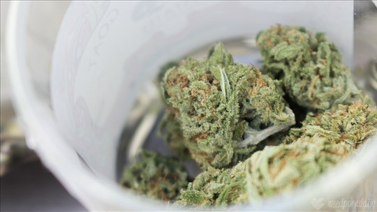 Des perquisitions en lien avec le cannabis dans une maison à Trois-Rivières