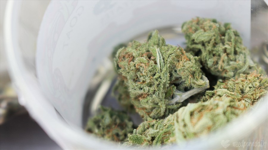 Des perquisitions en lien avec le cannabis dans une maison à Trois-Rivières