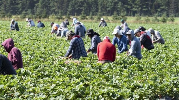 Travailleurs étrangers: des PME québécoises veulent d'Ottawa une «clause grand-père»