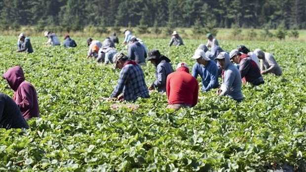 Travailleurs étrangers: des PME québécoises veulent d'Ottawa une «clause grand-père»