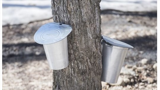 Le sirop industriel au goût de bourgeon pourrait disparaître avec le réchauffement