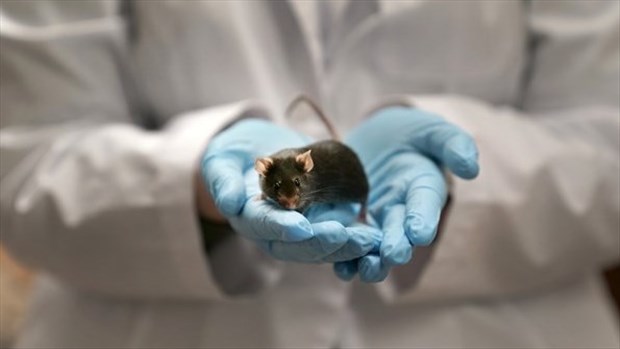 Certains neurones ont aussi besoin de gras, pas seulement de sucre, pour fonctionner