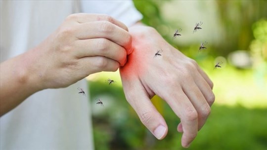 Début du traitement pour le contrôle des insectes piqueurs