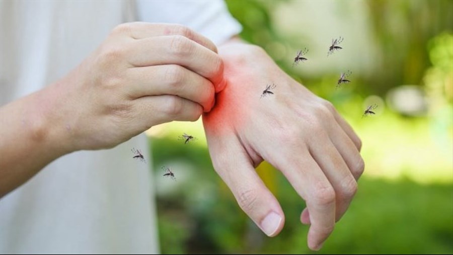 Début du traitement pour le contrôle des insectes piqueurs