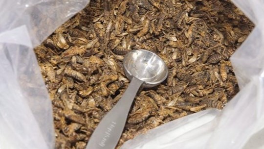Plus de 40 % des participants à une étude sont ouverts à manger des insectes